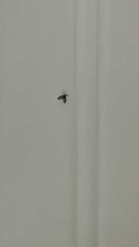 Drain fly
