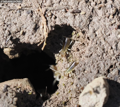 Earwig