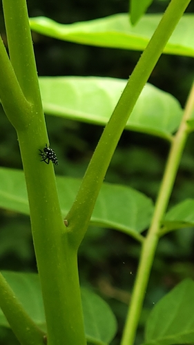Spotted lanternfly
