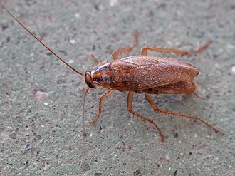 German cockroach adult