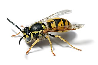 Yellowjacket wasp